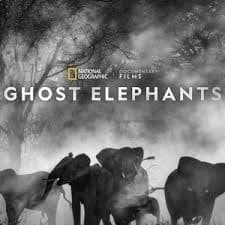 追寻幽灵大象 - 记录片 (2025) 海报