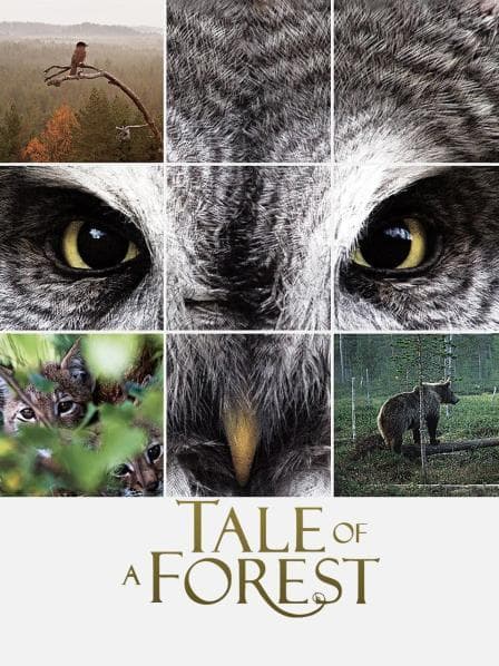 森之传说 - 剧情片 (2012) 海报