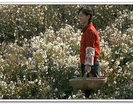 山菊 - 剧情片 (2010) 海报