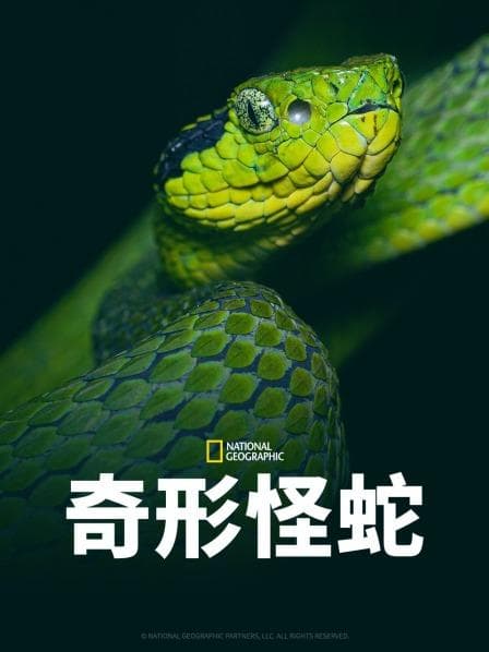 奇形怪蛇 - 纪录片 (2020) 海报