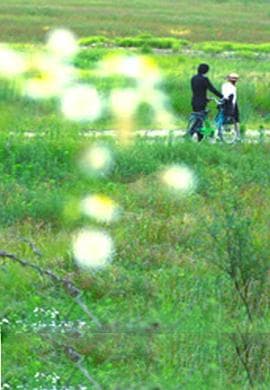 牵牛花 - 剧情片 (2012) 海报