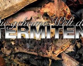 探索白蚁密室 - 纪录片 (2011) 海报