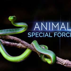 动物特种部队 - 海外剧 (2017) 海报