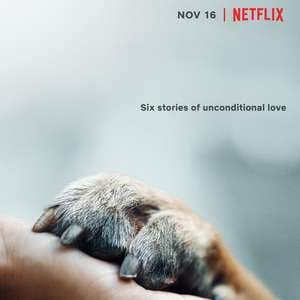 爱犬情深 - 欧美剧 (2018) 海报