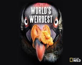 奇形怪物 第一季 - 纪录片 (2012) 海报