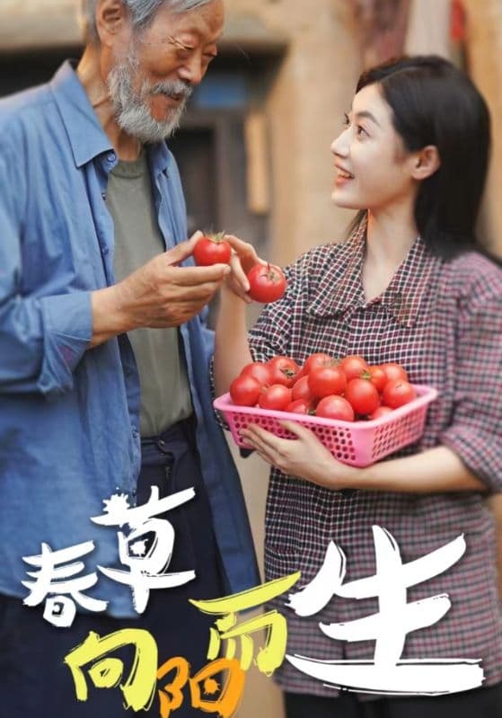 春草向阳而生 - 现代都市 (2024) 海报