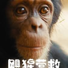 飓猩营救 - 纪录片 (2020) 海报