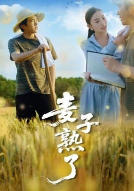 麦子熟了 - 现代都市 (2025) 海报