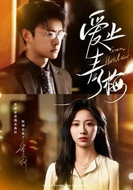 爱止青梅 - 女频恋爱 2025