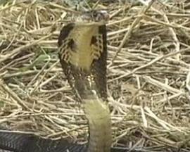 蛇妖世界 - 爱情片 (2002) 海报